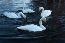 Beatiful Swans in the lake in winter funny animals upsidedown white birds