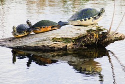 Three turtles basking on wood in water