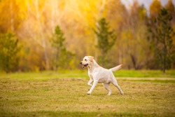 Young white purebred Labrador Retriever dog in the fall between leaves