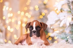 Boxer puppy in the New Year's beautiful studio. PHOTOSESSION.