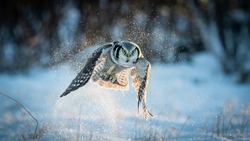 Northern Hawk-owl (Surnia ulula) catching mouse with negative space