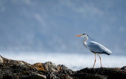Grey heron (Ardea cinerea) in walking on land with the ocean in the background with negative space