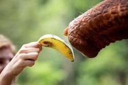 Closeup of a hand feeding a banana to a trunk of an asian elephant in the jungle of South East Asia.