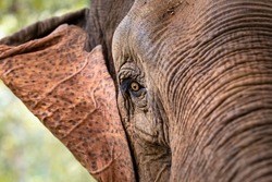 Closeup of an head of a wild asian elephant in the jungle of Cambodia, South East Asia