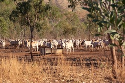 Herd of white cattle in the australian bush in the Northern Territory, Australia