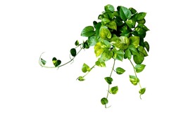 Heart shaped Epipremnum aureum green leaves hanging vine plant bush of devil’s ivy or golden pothos isolated on white background with clipping path