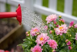 watering can pouring water on pink dahlia flowers in spring garden