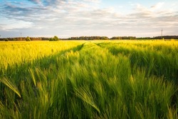 green barley field in spring, amazing rural landscape