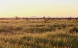 Savanna at sunset, Madikwe Reserve, South Africa. Panoramic view. beautiful and colorful sky in the background.