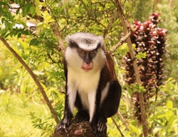 Mona Monkey in Grenada, caribbean island. Cercopithecus mona is an arboreal creature and can be found primarily in rainforests. It is originally from Africa countries like Ghana, Nigeria and Togo.