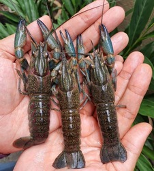  Raw crayfish or crawfish or crawdads on the palm tanned skin. Blue decapod crustacean with body segments and ap a pair of claws. Edible and ornamental. Freshwater small lobster. Also known as yabby