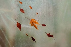 Rain drops on wet window and colorful fallen leaves behind. Concept of inclement weather, seasons, autumn. Abstract nostalgic background, selective focus