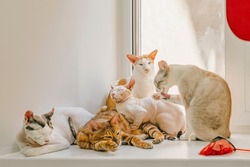 Friendly company of cats of different breeds sitting together on windowsill by window