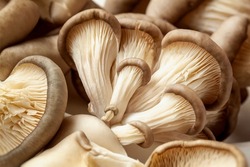 Bunch of fresh Oyster mushrooms closeup. Vegetarian food, healthy diet mushroom close up