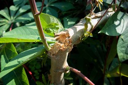 new cassava shoots growing on broken stems