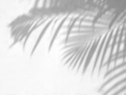 Tropical palm leaves shadow on a white wall background, overlay effect for photo, mock up, posters, stationary, wall art, design presentation
