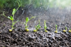 Watered green peas sprouts, seedlings growing in the soil under water drops, agriculture, plant growth and life concept, close-up view 