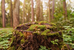 The stump is covered with moss. There are mushrooms growing on the beautiful stump. A close-up of a cut tree against a forest backdrop. 
