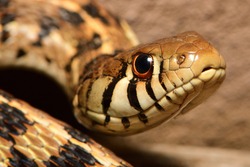 Closeup of a checkered garter snake.