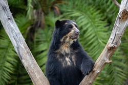 A beautiful and rare spectacled bear alone in close-up with depth of field blur. Tremarctos ornatus