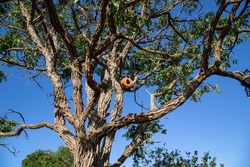 Typical tree of the Brazilian cerrado biome with twisted trunk and a nest of the João de Barro bird