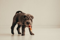 grey shar-pei puppy playing in a white backdrop