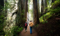 REDWOOD FOREST, CALIFORNIA/USA - DECEMBER 3, 2017: Male and Female hiker walking through giant redwood forest.