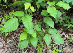 A poison ivy aka Toxicodendron radicans plant flourishes on side of the High Bridge trail near Farmville, Virginia on May 27, 2022.