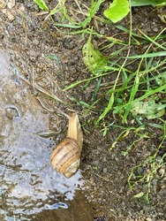 Snail on the grass under the rain, A little snail under the rain
