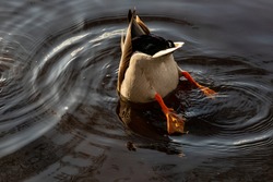 Mallard duck male diving in water. Mallard duck feeds in dark water. Mallard duck butt in dark circled water reflecting sun and duck.