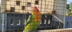 a love bird is in the aviary looking up not focus
