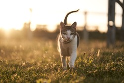                               Prowling cat at sunset - summer vibes - country cat - feline gaze