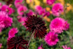 Decorative dahlia.HOLLYHILL BLACK BEAUTY.Dark red-black colored blooms that grow on long, sturdy stems. Highly productive plant all season. 