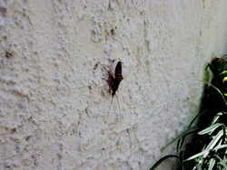 A live cockroach on a beige wall, wiggling its antennae. She cockroaches with rings drawn on her back. Dirty place, bad smell, in a dump.  