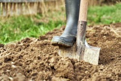 Digging the earth with a spade at countryside. Male foot wearing a rubber boot digging the earth with a spade close up.                             