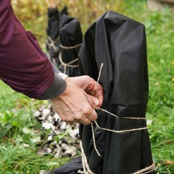 Female gardener shelters plants with special cloth in autumn day to protect them from snow and frost in coming winter