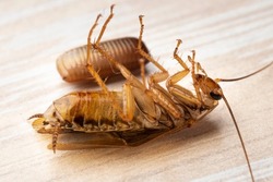 Adult red cockroach lying on its back next to a cockroach egg on a table