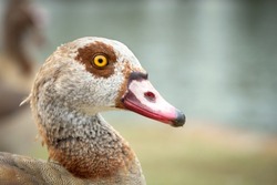 Portrait of the nile goose in profile close up on the background of the lake with a copy space