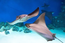 Two stingrays are swimming on the blue sea near the underwater rocks and white sand