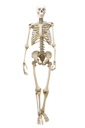 Human skeleton in full growth, isolated on white background