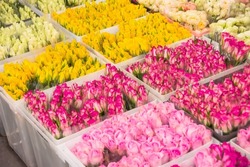Yellow and pink roses in plastic boxes transport and storage for sale in flower shops