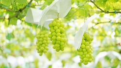 Shine muscat grapes in vineyard