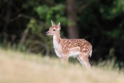 The fallow deer (Dama dama) cute fawn standing on the horizontal line with dark backround