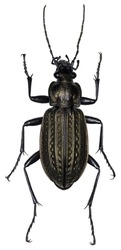 High resolution macro photo of an entomological specimen of the insect species Carabus granulatus.