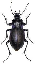 High resolution macro photo of an entomological specimen of the insect species Carabus nemoralis.