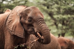 Close-up of a baby elephant carrying a tree branch with its trunk