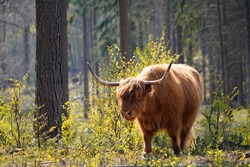 Scottish highland cattle, Bos taurus taurus. Old breed of cattle from Scotland with long fur. Herbivores, ungulates and gregarious animals.