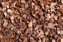 Pine bark for natural weed control in the garden. Brown bark mulch as a background.
