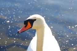 Portrait of a white swan. Water bird close-up.	