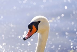 Portrait of a white swan. Water bird close-up.	